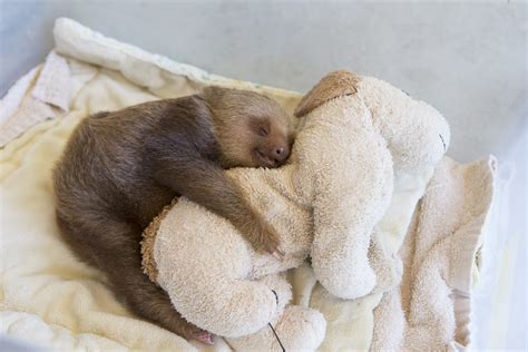 how long do sloths sleep.